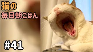猫の毎日朝ごはん生配信！【#41】 2026.3.11