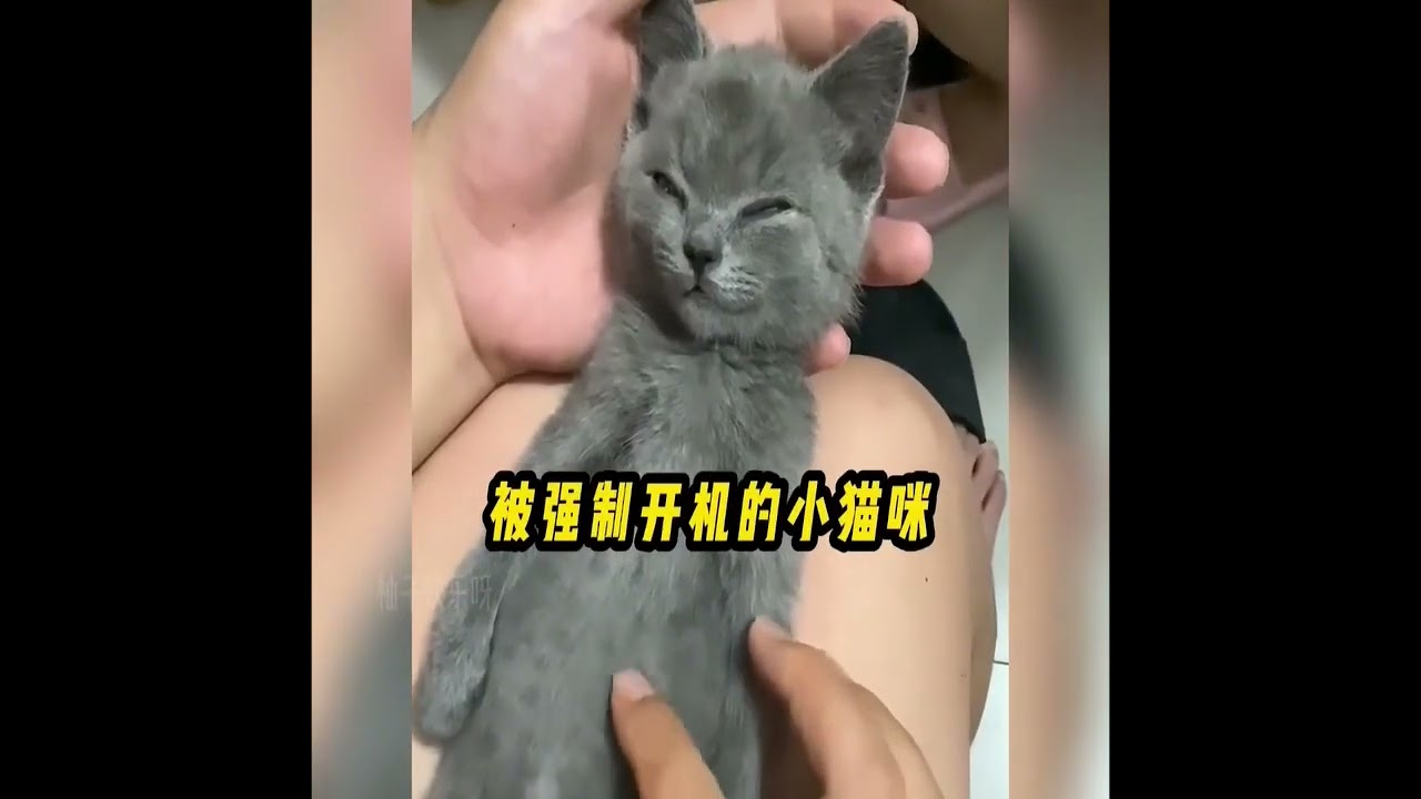 吃貨喵喵#搞笑視頻 #爆笑甜寵 #貓