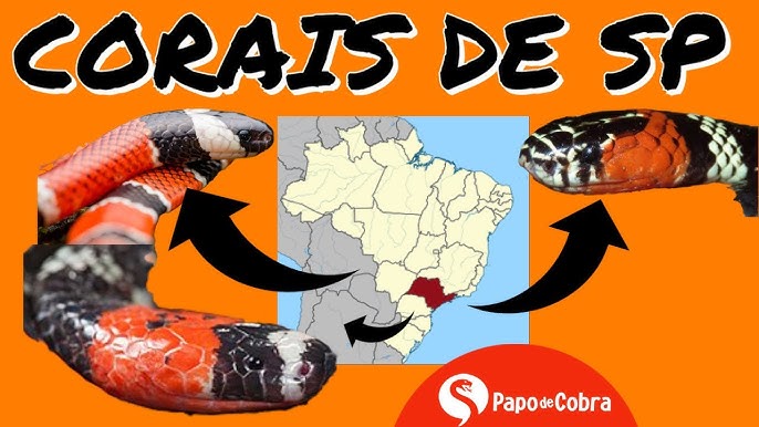 Chave de identificação ilustrada para reconhecimento das cobras corais