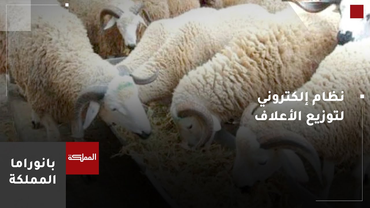 وزارة الصناعة: نعمل على نظام إلكتروني لتوزيع الأعلاف على مربي الماشية