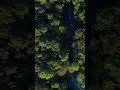 Look Above | #drone #djimini4pro #shorts #nature #nye #fyp #shortsfeed