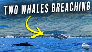 Two Whales Breaching While One Is Logging Close to Boats as Crowds Cheer