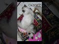 My Memory#ミニピン #元野良猫 #ねこけん出身 #ヒマラヤン #ラグドール #baby #思い出 #memories