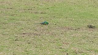 red-rumped parrots at the oval