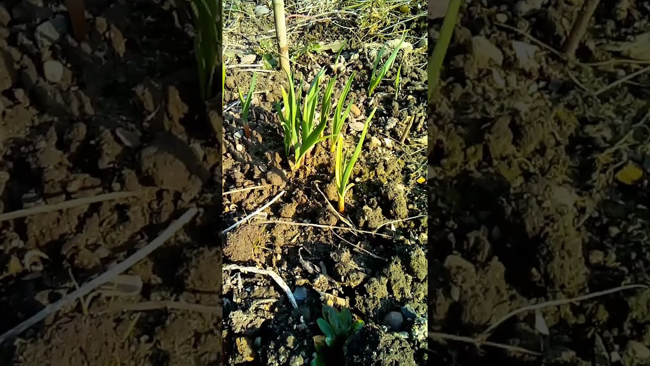 Garlic Growing Strong in Spring! 🌱🧄 