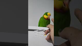 #Badem🦜💙🦜Balkız