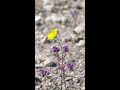 Rare Superbloom Covers Death Valley mp3