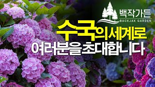 [백작가든]백작가든에서 추천하는 돈을 부르는, 돈이되는 수국을 만나보세요수국의 세계로 여러분을 초대합니다