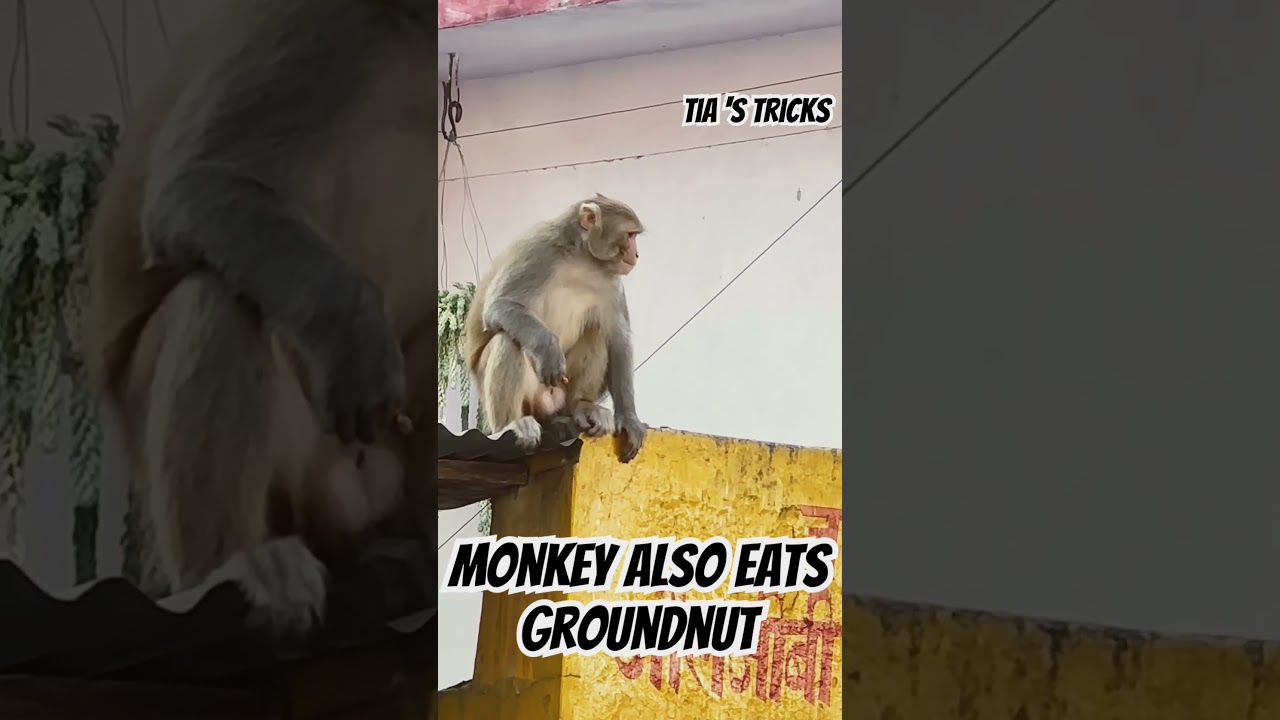 Animal Videos | How Monkey Catches Groundnut | Watch the Video for Funny Monkey 