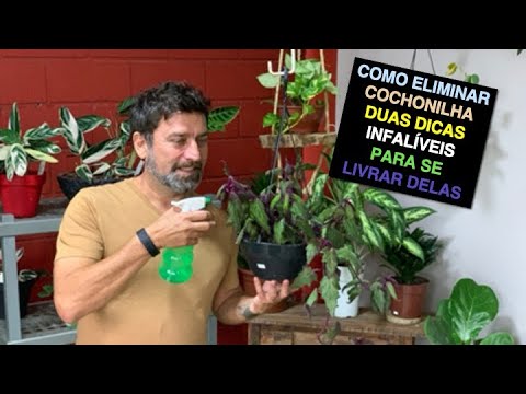 Vídeo: Como matar Nightshade no jardim