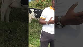 This farm has the best milk animals in Uganda This farm has the best milk animals in Uganda
