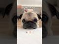 Things my PUG went VIRAL for in 2023! ✨ #pug #dog #puppy