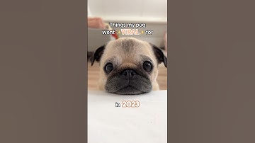 Things my PUG went VIRAL for in 2023! ✨ #pug #dog #puppy