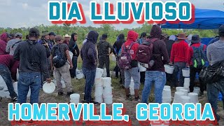 EMPEZANDO LA MEJOR TEMPORADA DE BLUEBERRY ARANDANOS 2021 EN HOMERVILLE GEORGIA