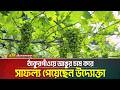 ঠাকুরগাঁওয়ে আঙুর চাষ করে সাফল্য পেয়েছেন উদ্যোক্তা | ATN Bangla News