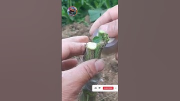 Tuyệt vời với cách ghép cây thành công #grafting