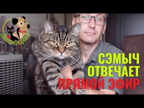 Ответы на вопросы о кошках и собаках 03.03.2024