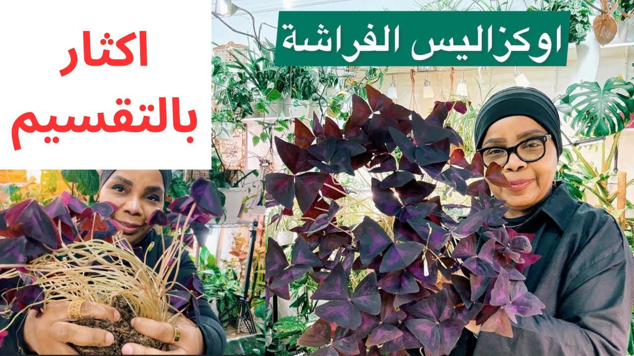 كيف العناية والاهتمام نبات الفراشة الاوكزاليس والاكثار بالتقسيم