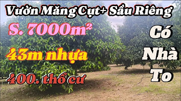 💥 Vườn Trái Cây Đang Thu 400tr/Năm – Mặt Tiền Nhựa 43m – 400.tc . Có Nhà To - Lộc Thiện - Lộc Ninh
