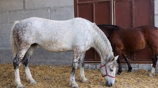 175.Sm Бияни Куринг Сотилади