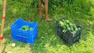 Himsagar Mango Of Meherpur