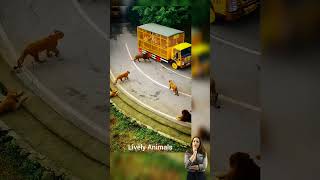 Big Hungry Lions | Big Cats need Food #lion #nature #cat