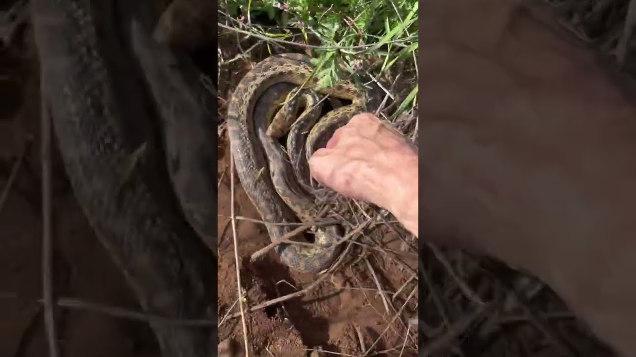 51 Adult San Diego Gopher Snake flipped recently 