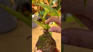 How to get free Philodendron White Wizard without buying another plant 🌱 #propagatingplants