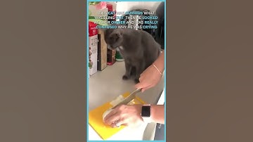 Cat CRIES From Onions—His Confusion is HILARIOUS! 😂
