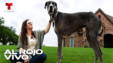 ¿Cómo se llamaba el perro Zeus?