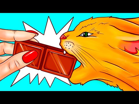 Wideo: Czy koty preferują bardziej pożywne produkty spożywcze?