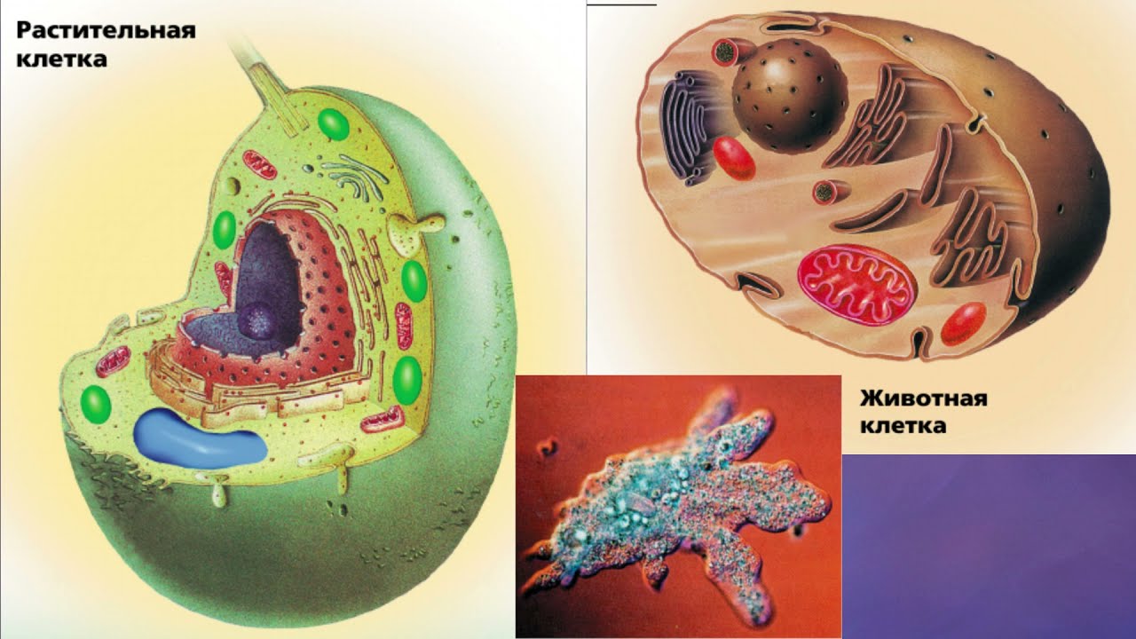 Фото Строение Животной И Растительной Клетки