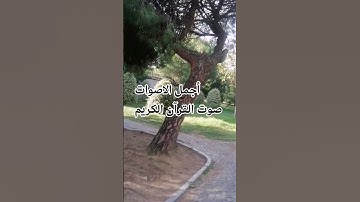 قران كريم♥️💕 بصوت جميل للشيخ اسلام صبحي#المصحف #اكسبلور #الرحمن #تصويري #ا #راحة_نفسية #الرحمن #