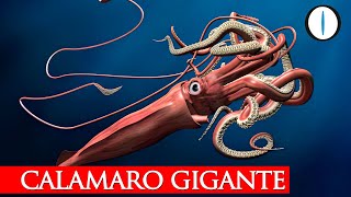 Quanto cresce il CALAMARO GIGANTE?
