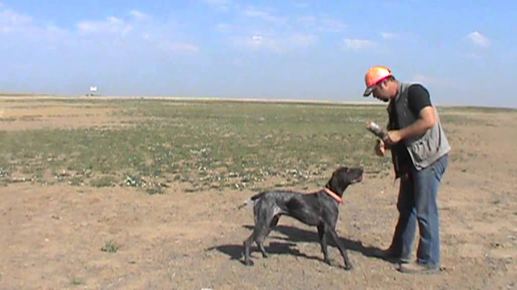 Positive Gun Dog Training Delivery to Hand YouTube