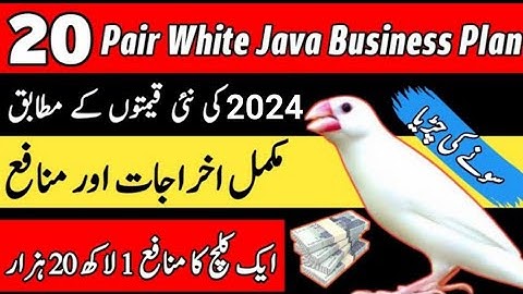 20 Pair Java Sparrow Feasibility Report | Java Business Plan | Profitable Bird Business | Mini Zoo