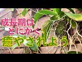 【コレが醍醐味】今しか見られないモリモリ育つ姿に癒されてください
