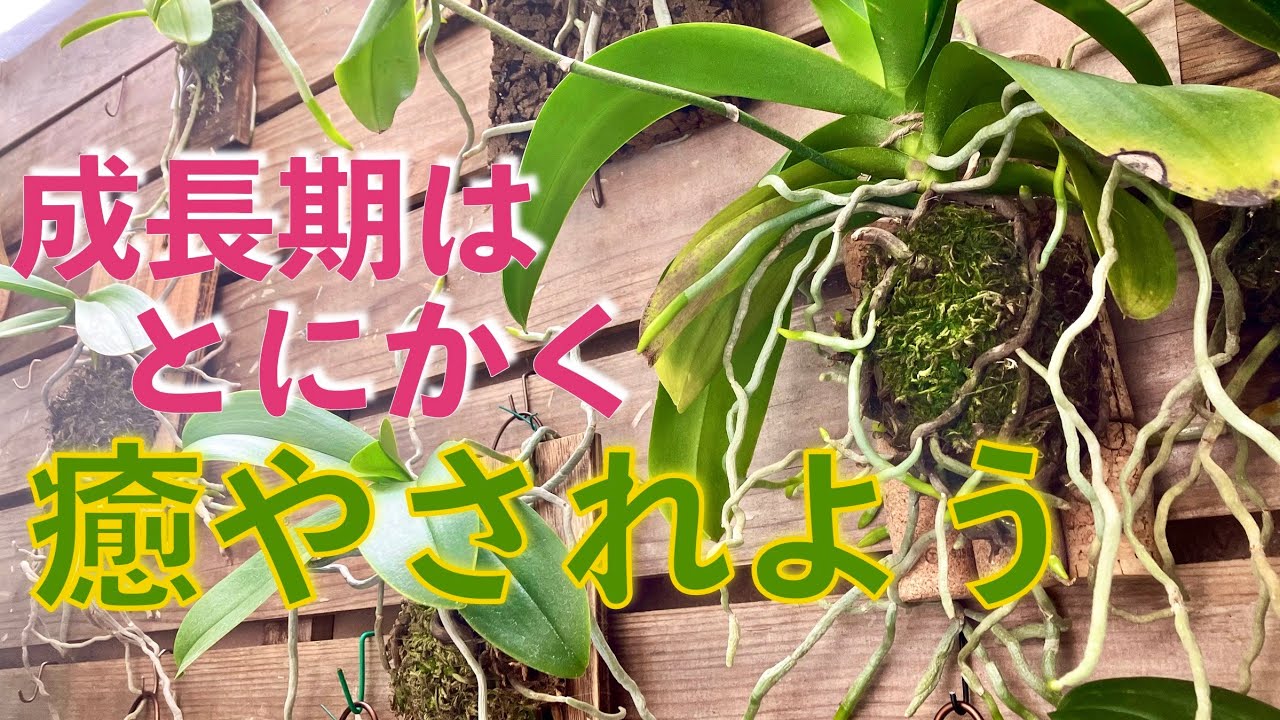 【コレが醍醐味】今しか見られないモリモリ育つ姿に癒されてください