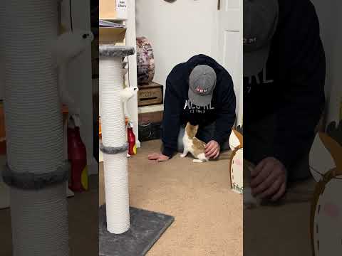 Noel The Foster Kitten Playing With My Husband