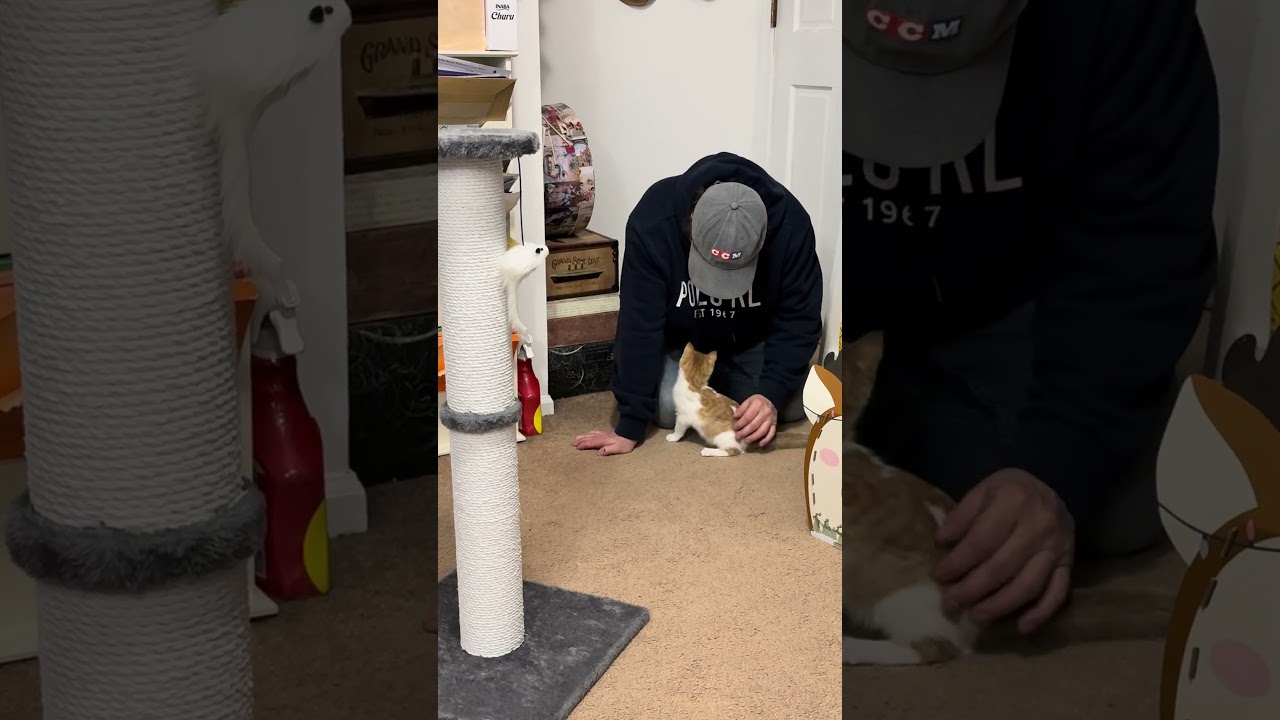 Noel The Foster Kitten Playing With My Husband