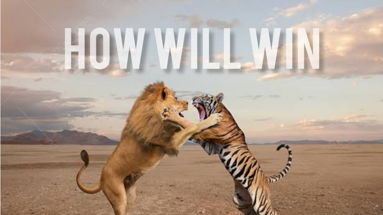 How Will Win 🔥 