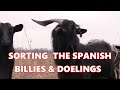 Sorting Young Spanish Billies And Doelings