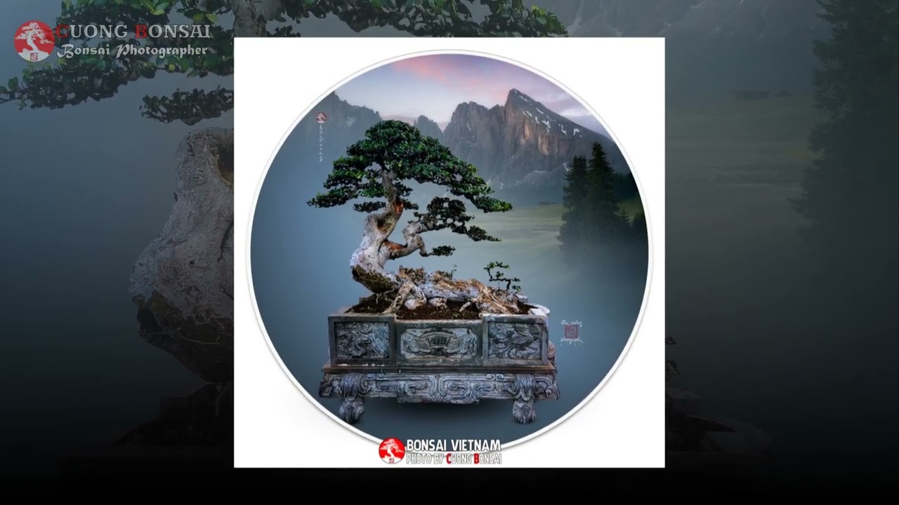 Những cây duối Bonsai nổi tiếng - youtube