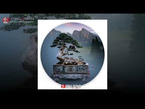 Video Những cây duối Bonsai nổi tiếng - youtube