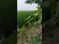 #farming 🌾#viralshort ☘️📹#youtuberviral #ytshorts #sorts #youtube #youtubeshorts