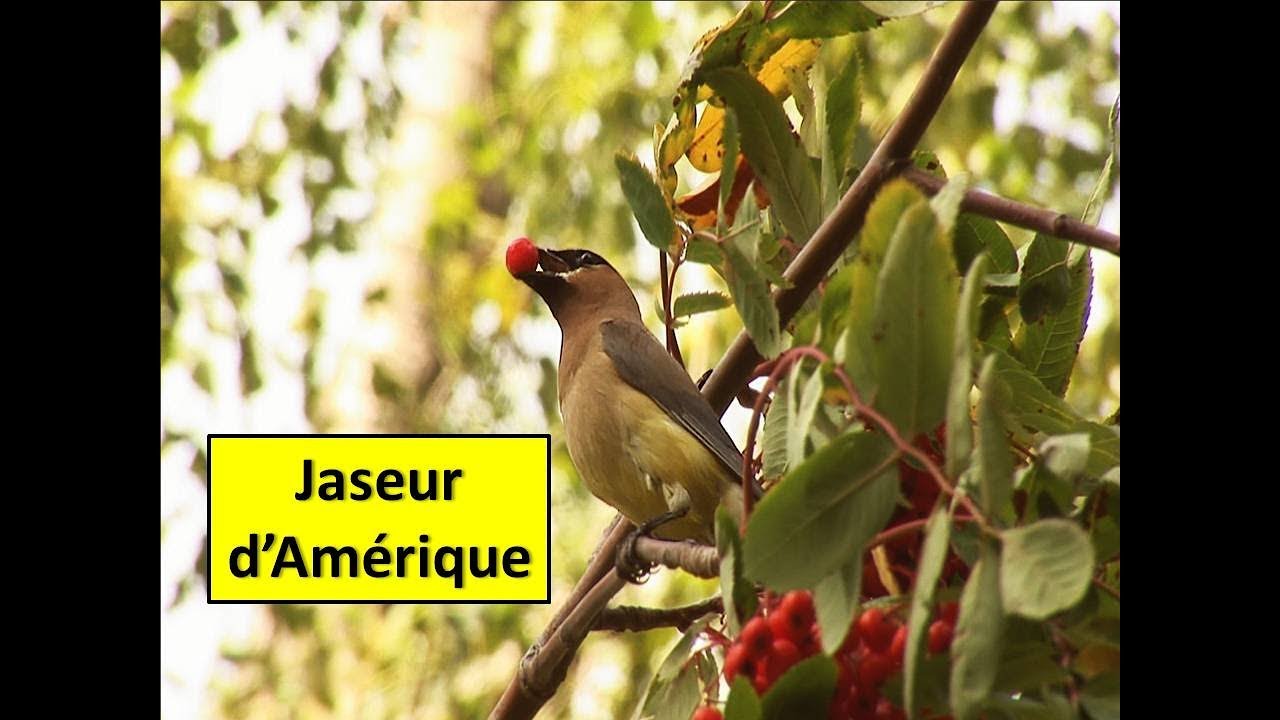 null hypothesis Jaseur d'Amérique / Serge Tonietto-Giguère / Aventure Nature
