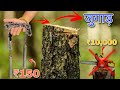 Making Hand Chainsaw in ₹150 | Pocket Chainsaw Homemade | Woodcutter Hand Chainsaw