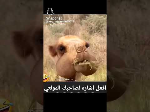 مولات البل ههههههههههههه لايك