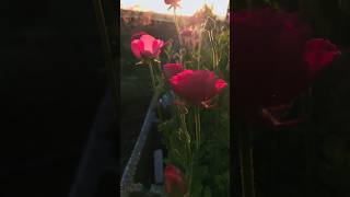 Sunset Glow on Ranunculus & Foxglove | Spring Garden Aesthetic