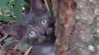 木に登る子猫が可愛すぎる。